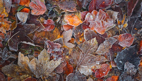 First frost of the year on autumn leaves
