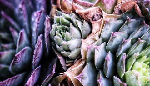 Fstoppers Reviews the Fujifilm XF 80mm Macro Lens