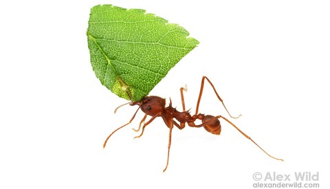 Insect Photographer Seeks $2.7 Million for Copyright Violations from Pest Control Company