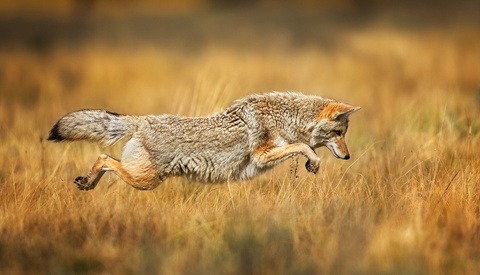 Interested in Learning Wildlife Photography? Read This E-Book
