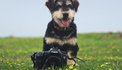 Canon: Top Dog or Underdog?
