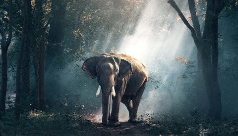 Photographer Pulls Elephant Skin Bags From Retail After Public Backlash