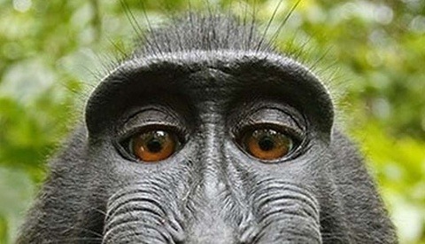 Court Ridicules PETA as Monkey Copyright Selfie Case is Settled