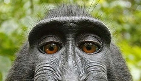 Conde Nast to Turn Monkey Selfie Legal Battle into a Movie