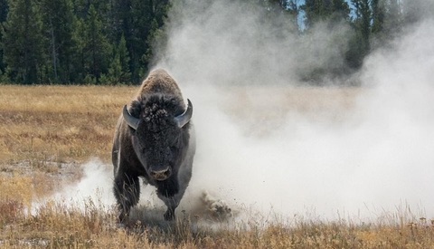 Wildlife Photography Turns Scary When Bison Charges at Photographer in Yellowstone