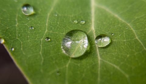 A Cheap and Fun Alternative for Experimenting With Macro Photography