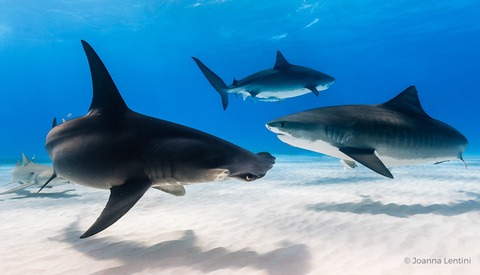 Five Tips for Underwater Wide-Angle Composition