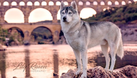 Pet Photography Tips From a Successful Dog Photographer