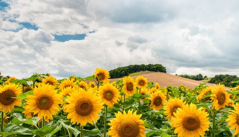 How a 'Zombie Apocalypse' of Selfie-Takers Turned a Sunflower Farm Into Pure Mayhem