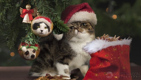 Unique Holiday Gift Idea: Photograph Your Own Pet Calendar