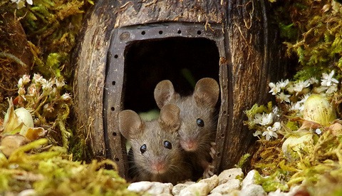 Photographer Documents Mice Living in his Garden After Constructing Miniature Home and Playground