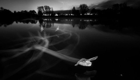 Incredible Photo of Bats Hunting Uses Ground-Breaking Infrared Lighting Rig
