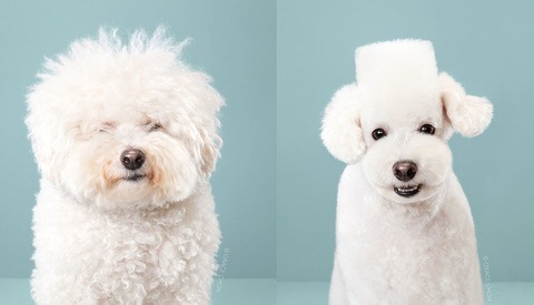 Photo Series Shows Before and After Dogs Receive Japanese Grooming Makeovers