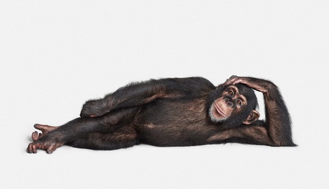 How Photographer Randal Ford Shot the Animal Kingdom, a Book of Over 150 Animal Portraits