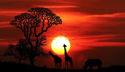 ‘Crocodile Hunter’ Steve Irwin’s Son, Age 14, Highly Commended in ‘Most Prestigious Photography Competition in the World'
