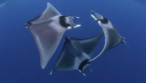 Ocean Art Competition Winners Highlight the Beauty of Our Oceans