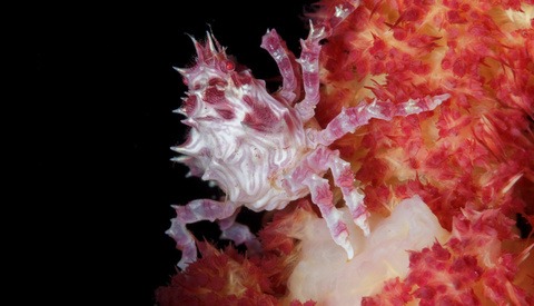 The Economic Value of Underwater Macro Photography