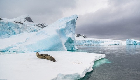 Wildlife Photographer Spends Two Weeks in Antarctica to Test Capability of Nikon Z 7 and D5