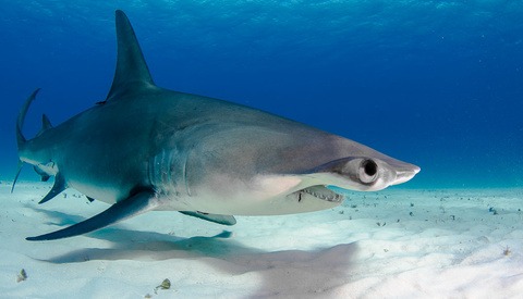6 Tips for Photographing Sharks Safely