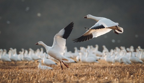 Creating Titles that Add Value to Images