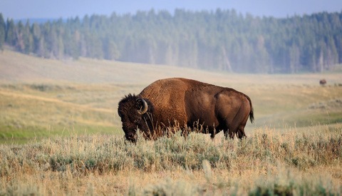 Outdoor and Wildlife Photography Safety
