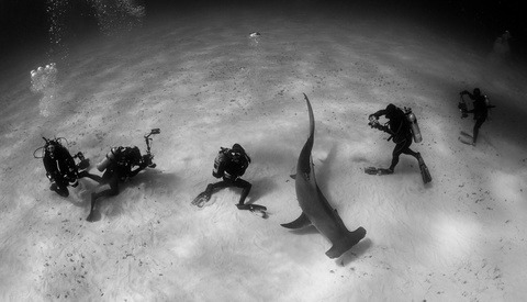 Four Reasons Why Underwater Photographers Should Travel Together