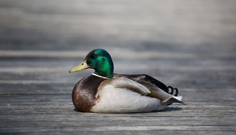 Three Reasons Why Minimalism Can Help Create a Better Photo