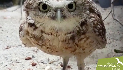 These Owls Have Had Enough of This Camera