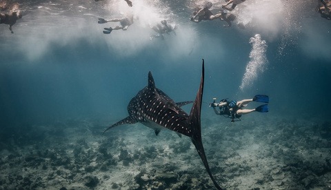 Photographing Whale Sharks