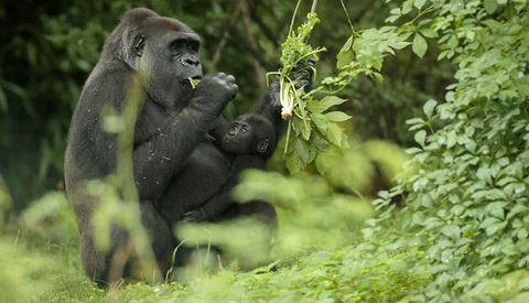 Ethical Wildlife Photography Tips From National Geographic
