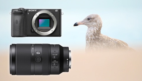 Sony a6600 and E 70-350mm f/4.5-6.3 G OSS First Impressions From a Bird Photographer
