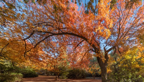 Want to Shoot Fall Colors? Use These Guides to Pick the Perfect Time