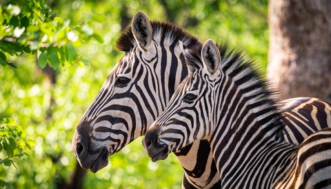 Four Ways to Compose Wildlife Images for Maximum Impact