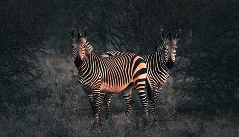 How I Edited One of My Favorite Wildlife Images in Lightroom