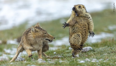 Photographer Who Captured the Exact Moment a Marmot Was Spooked by a Fox Wins Wildlife Photographer of the Year Award