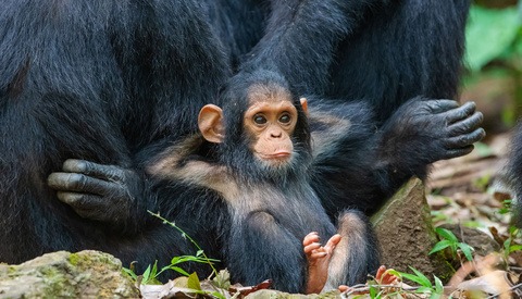 Hilarious, Mesmerizing Images as "Grab life by the....!" Wins the Comedy Wildlife Photography Awards