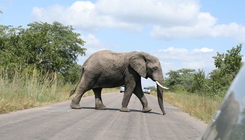 Photographer Trampled to Death After Getting Too Close to a Wild Herd of Elephants While Taking Pictures