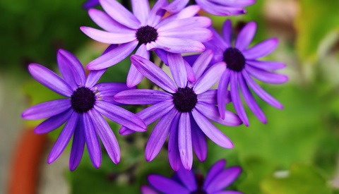 A Review of the Canon RF 24-105mm f/4L IS USM Lens