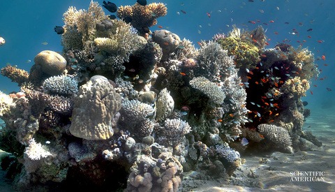 This Remarkable Algorithm 'Removes the Water' From Underwater Images