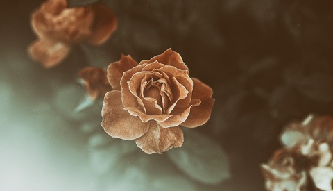 Finding Calm Photographing Gloomy Minimalist Flowers
