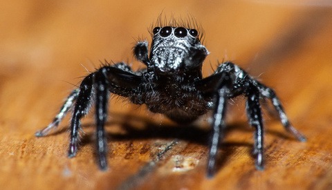 Macro Photography: What You Need to Know for Photographing the Smallest Creatures