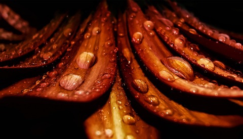 The Best Images from GuruShots "Macro Photography" Challenge