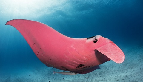 Photographer Snaps Rare Pink Manta Ray, Initially Suspects His Camera Malfunctioned Due to Its Color