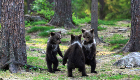 Photographer Hides in the Woods as He Captures Three Baby Bears Play-Fighting and Climbing Trees