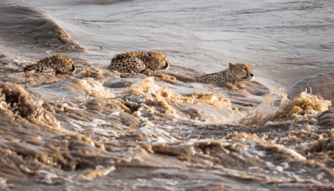 Photographer on Safari Catches Five Cheetahs Trying to Cross Croc-Infested River