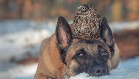 The Incredible Photo Series Documenting the Unlikely Friendship Between a Dog and an Owl