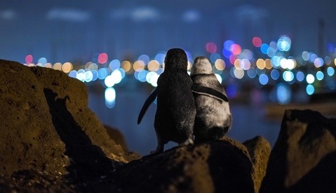 Photographer Catches Penguins Comforting Each Other as They Admire Skyline View