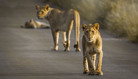 Inspiring Videos of Wild Animals Reclaiming The Empty Streets