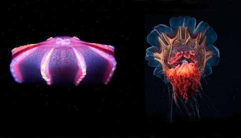 Marine Biologist Captures 'Sea Angels' Deep in the Ocean