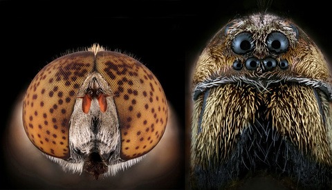 Photographer Turns His Fear of Bugs Into Passion for Shooting World's Smallest Insects, Some Invisible to the Naked Eye